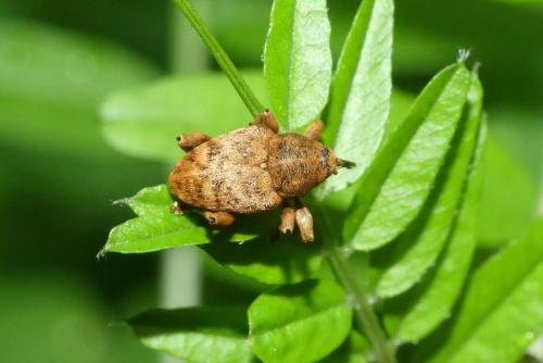Réf. 230 775 : Curculio nucum